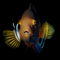 Face to Face in the Cleaning station