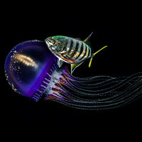 Yellifish with Budyguard