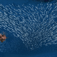 Lion Fish Hunting