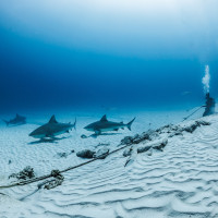 Rekiny, Cozumel, Meksyk