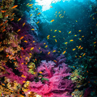 Kolorowa rafa, Egipt, Morze Czerwone