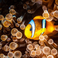 Błazenek, Egipt, Morze Czerwone