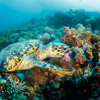 Żółw, Egipt, Morze Czerwone