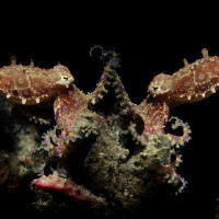 Blueringen octopus dance