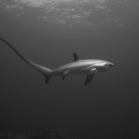 Thresher shark