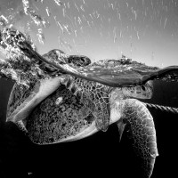 Love on a Shamandura