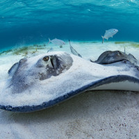 Stingray approaching