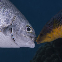 Kissy Fish