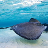 Diver and a stingray