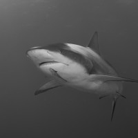 Caribbean Reef Shark