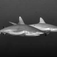 Patrola - žralok spanilý (Carcharhinus amblyrhynchos), Maledivy