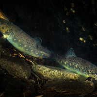 Za kamenem - pstruh potoční (Salmo trutta), říčka Zdobnice