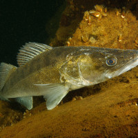 Candát obecný (Sander lucioperca), lom Leštinka
