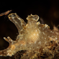 Nenápadně krásní - zej a vidlorožec (Aplysia extraordinaria a Mysida), Filipíny - Anilao