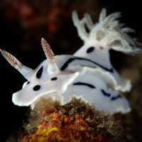 Nahožábrý plž - hvězdnatka (Chromodoris willani), Filipíny - Anilao