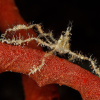 Jako pavouk - krab (Makropodia sp.), Egypt