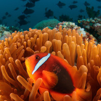 Klaun australský na sasance velkolepé (Amphiprion rubrocinctus, Heteractis magnifica), Filipíny - Anilao