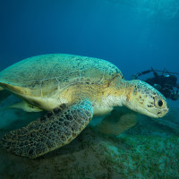 Na pastvě - kareta obrovská a štítovec (Chelonia mydas), Egypt