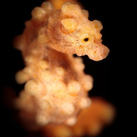 Koníček bradavičnatý (Hippocampus bargibanti), Filipíny - Anilao