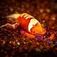 Její veličenstvo - Kreveta císařská (Periclimenes imperator), Filipíny - Anilao