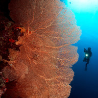 SEA FAN