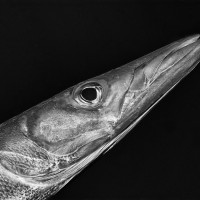 Barracuda