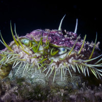 Haliotis tuberculata