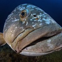 Grouper