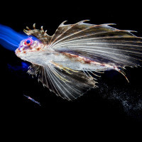 Miwa...let me have the components!!!