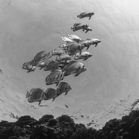 Shark Reef - Circular Batfish