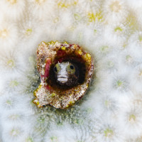 Blenny on a bleached corral - Barbados