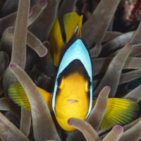 Anemonefish - Anemone City, Ras Muhammad