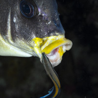 Bluestreak Cleaner Wrasse - Giftun Islands