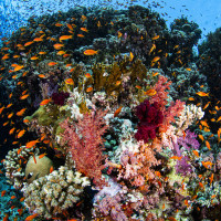 Shark Reef - Ras Muhammad