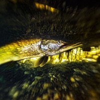 River pike on the hunt