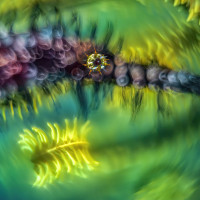 Ornate ghost pipefish