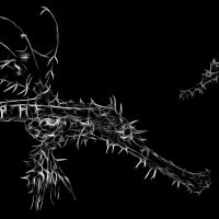 Two Ornate ghost pipefish