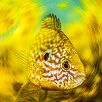 A pumpkinseed