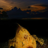 frogfish