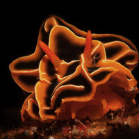 nudibranche