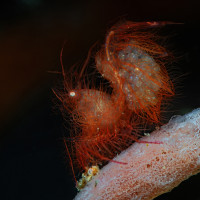 hairy schrimph