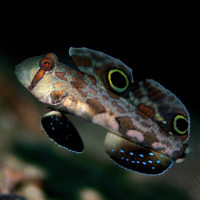 blenny