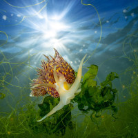 Godiva in the sunshine