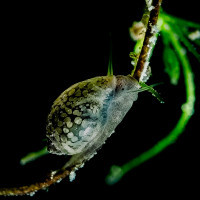 Slow snail