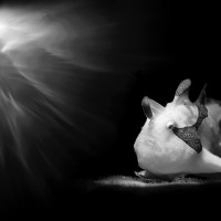 Clown Frogfish Circus