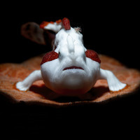 Clown Frogfish