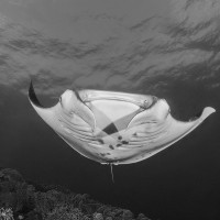Manta