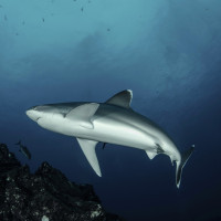 flying up to the head