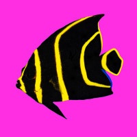 Pop art pink: Baby French Angel Fish