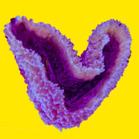 Pop art yellow: Sponge in heart shape